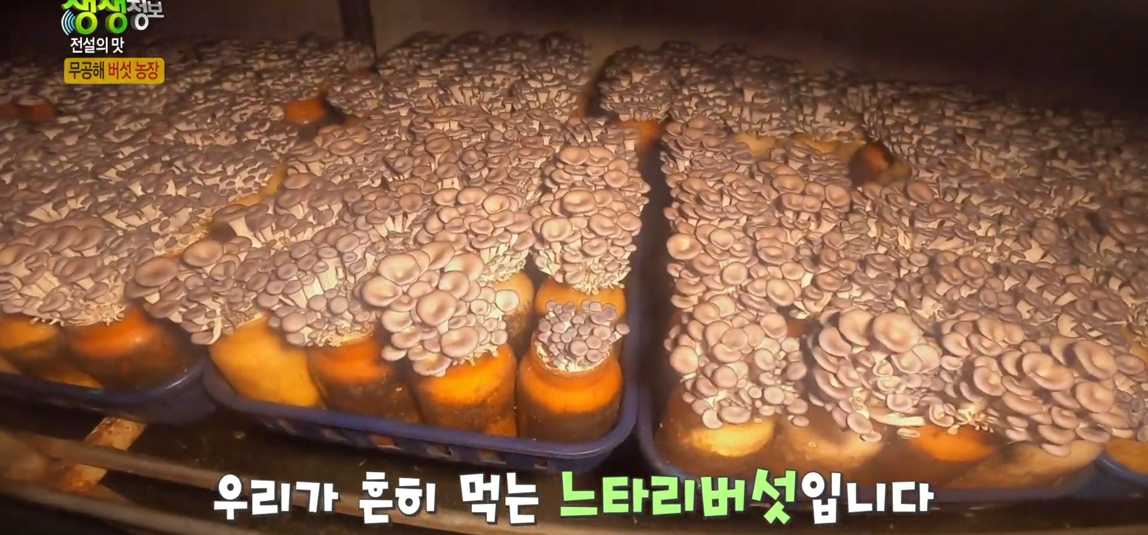 버섯재배농장
