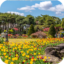 벽초지수목원 봄꽃 & 튤립축제 이미지 출처: 벽초지수목원 홈페이지