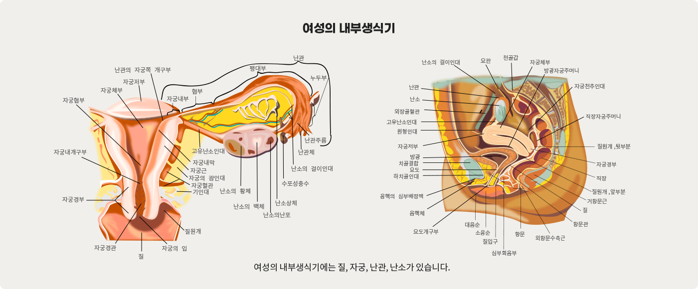 female_reproductive_system