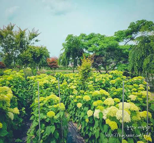 유구 색동수국정원