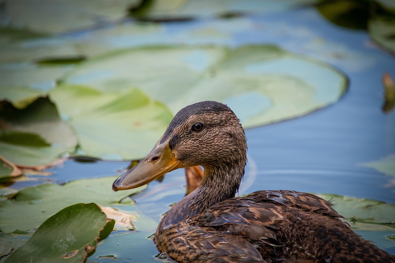 부동산 중개수수료