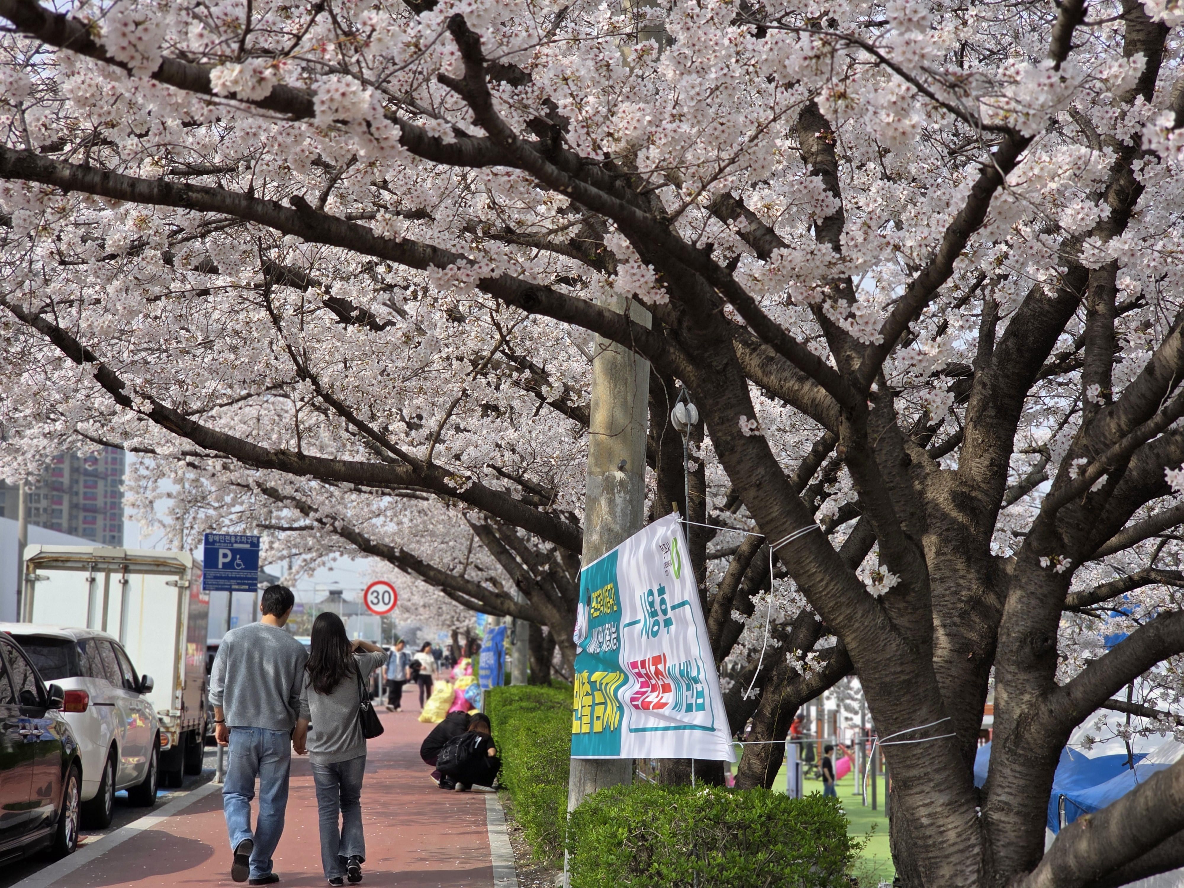 평일 낮인데도 사람 많았던 무심천 벚꽃길