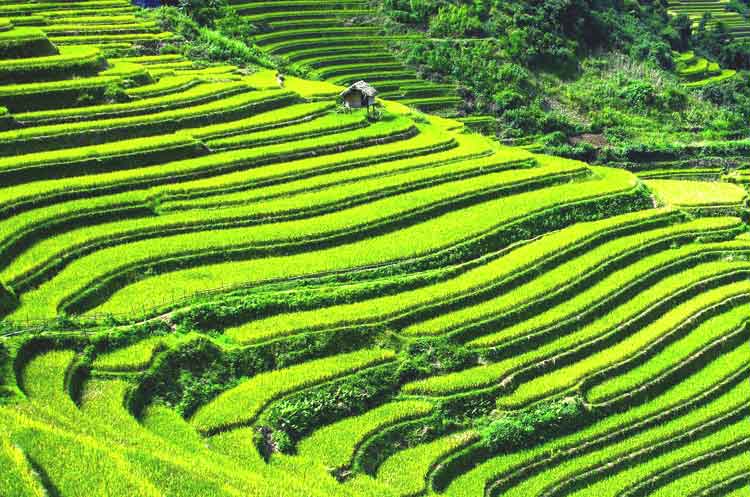 계단식-논이-있음