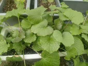 냉이 재배 가을 파종 월동 보온 봄 수확_10