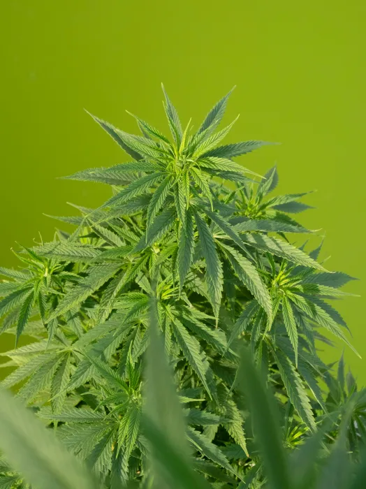 대마-사진