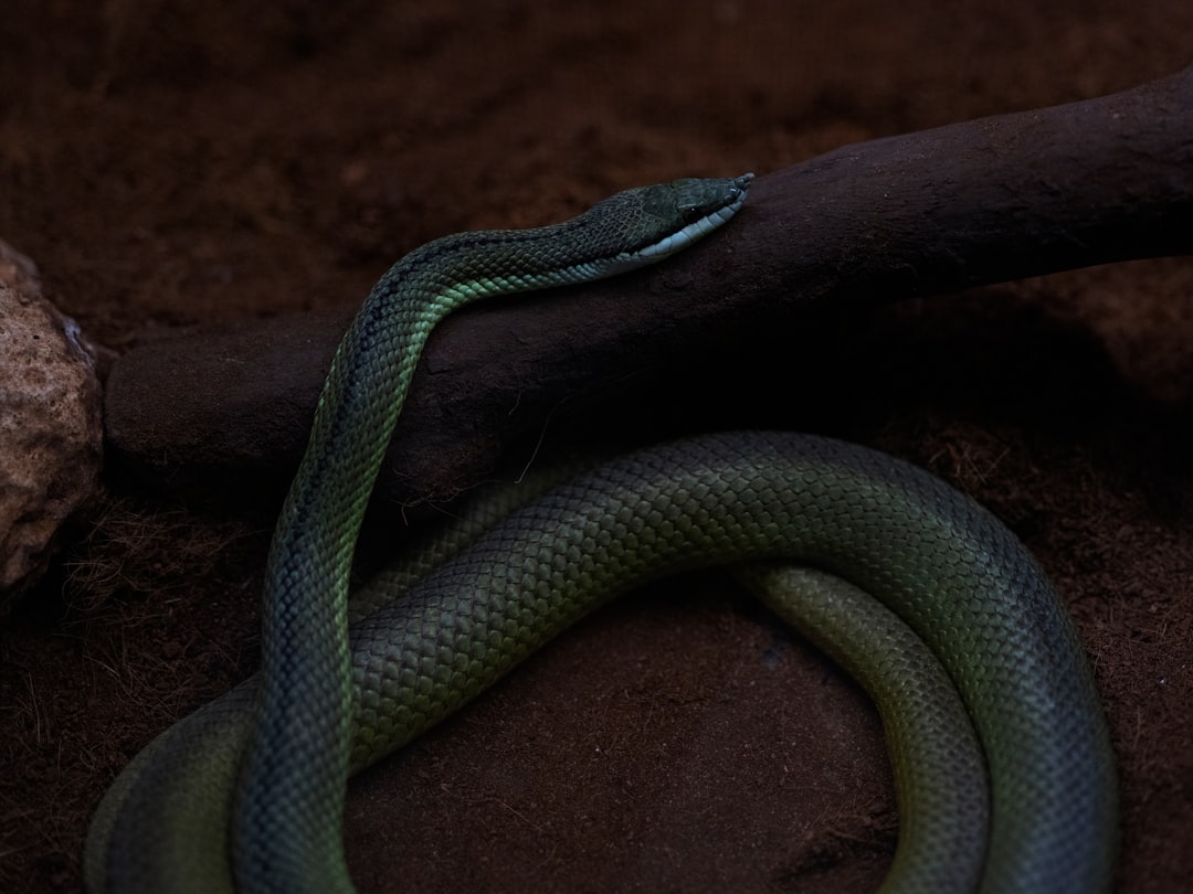 Serpent