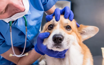 강아지아토피/출처:어도비스톡