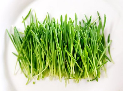 새싹보리 효능 피부탄력