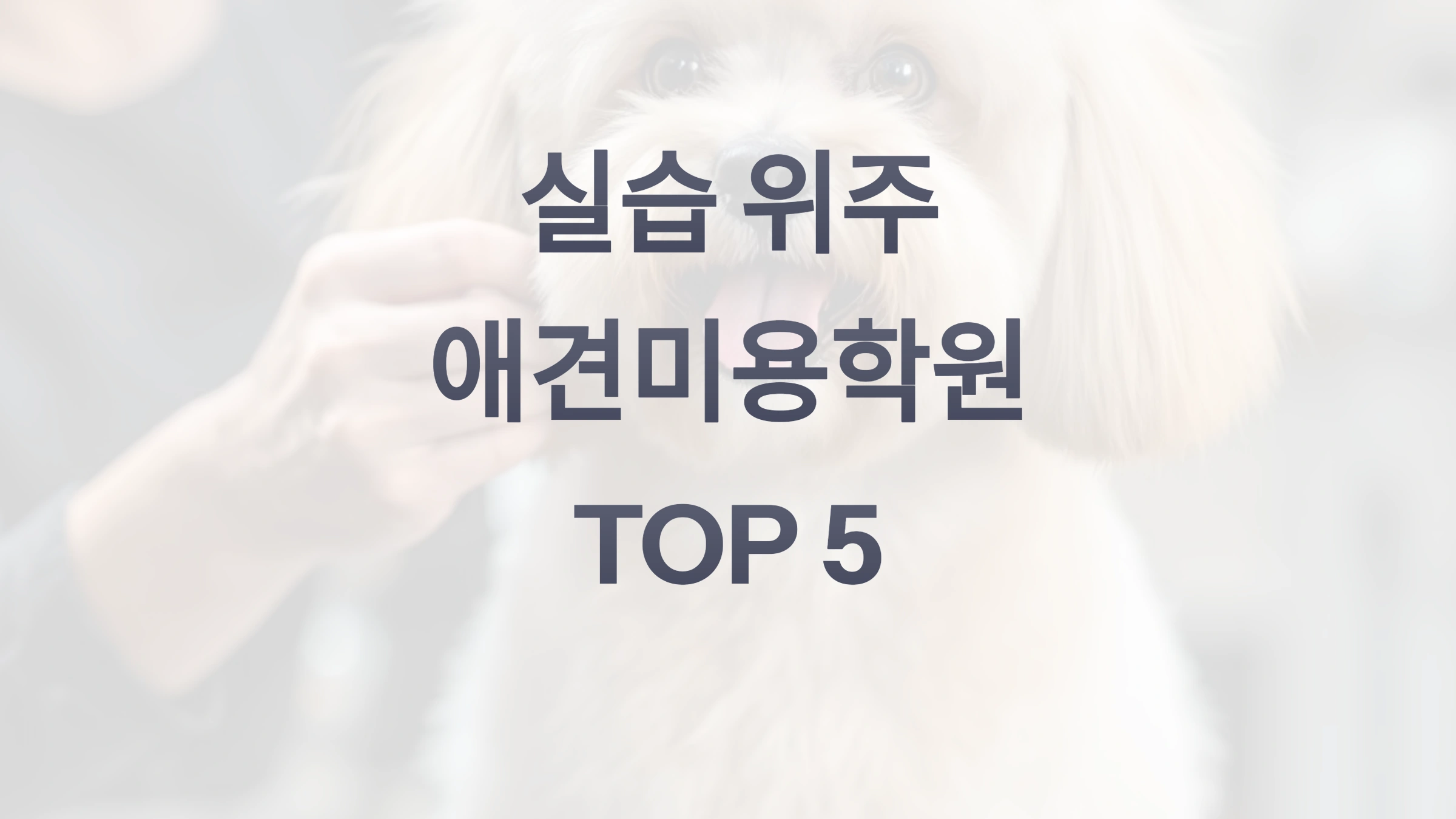 애견미용학원 추천! 실습 위주 TOP 학원 리스트