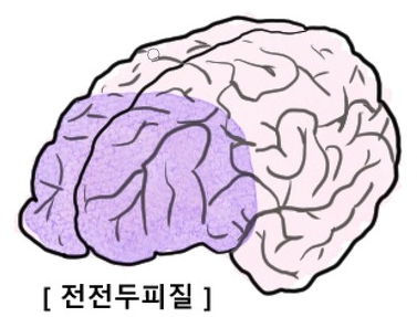 전전두피질 그림