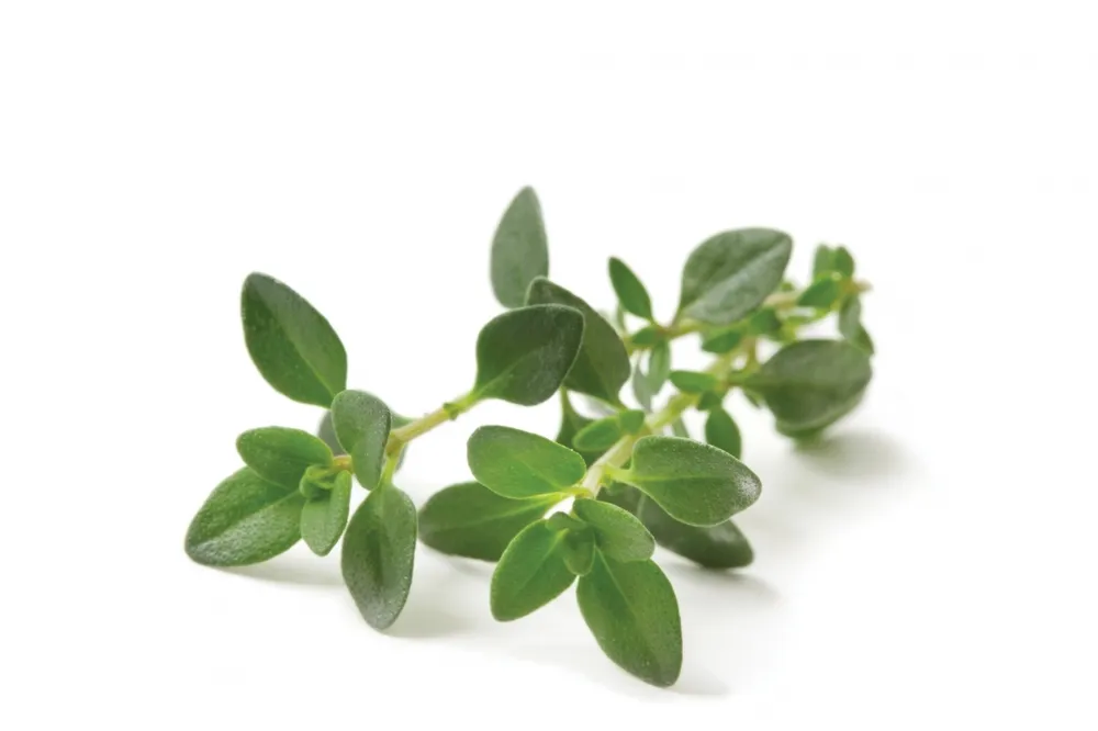 타임 (Thyme)