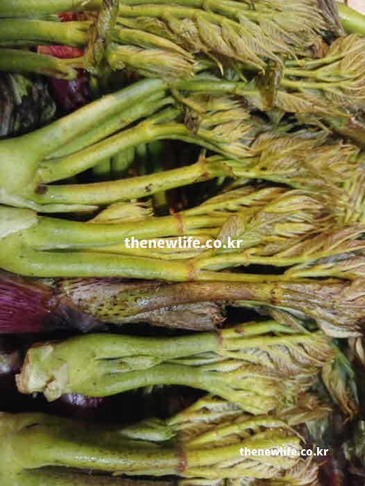 두릅 효능 고혈압 예방 퀘르세틴