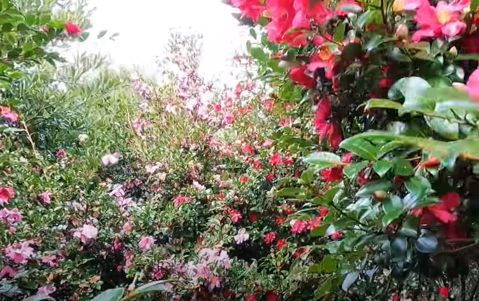 동백꽃 피는 시기 및 꽃말 (+ 제주도 명소)