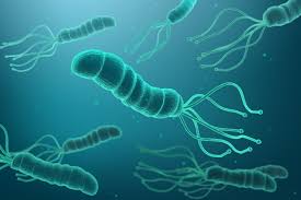 헬리코박터균 치료