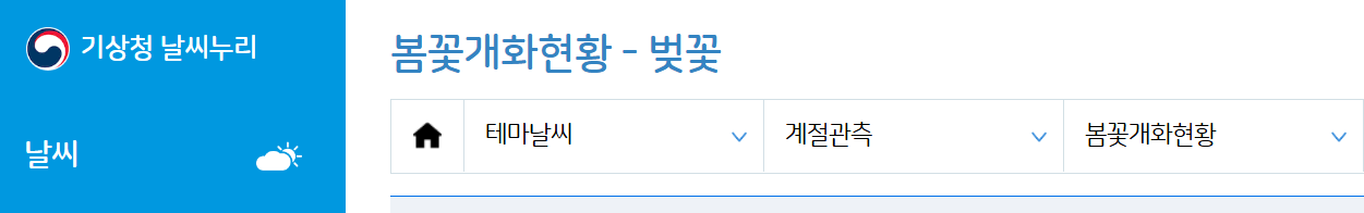 기상청 벚꽃 개화 시기 확인하기