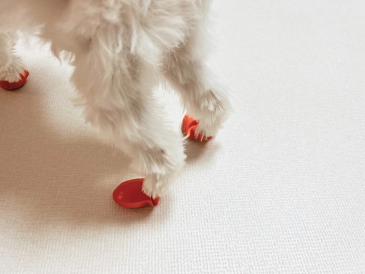 포우즈-신발-말티즈