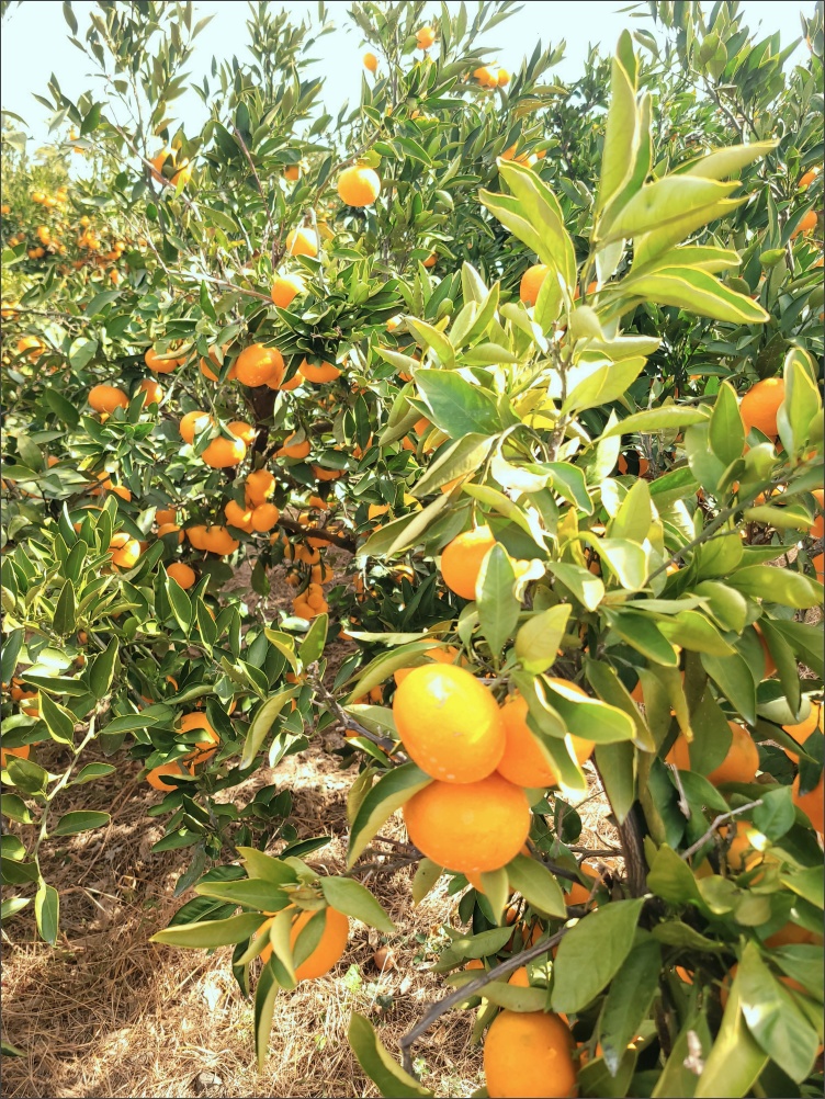 감귤-따기-체험2