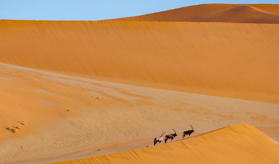 극한 환경에서 살아남은 동물들, 사막과 극지방의 희귀종