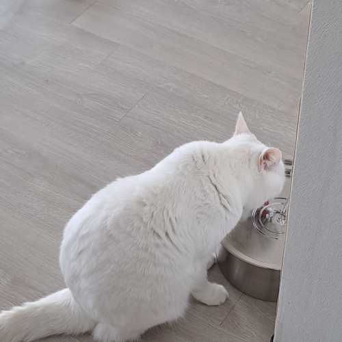 고양이가 물을 마시고 있네요.