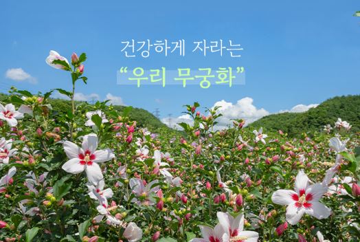 무궁핏-무궁화-다이어트-효과