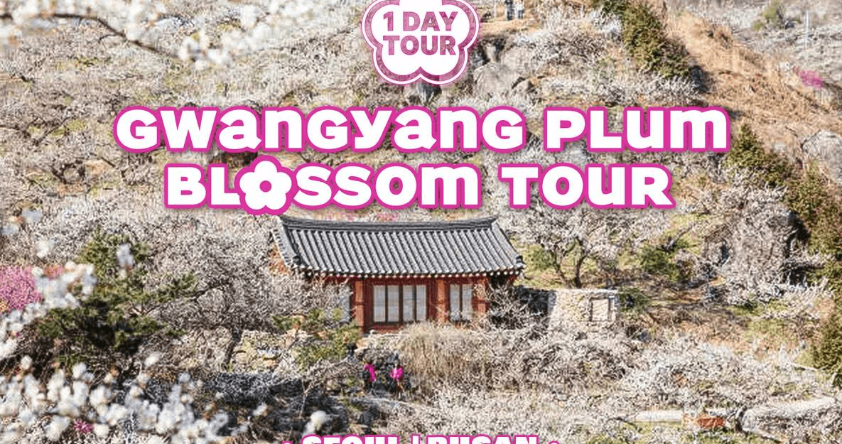 2025년 광양 매화축제 주차장 관련 사진