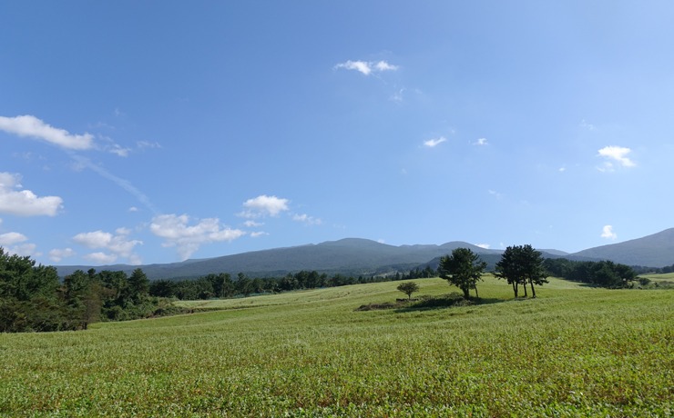 제주 오라동 메밀밭