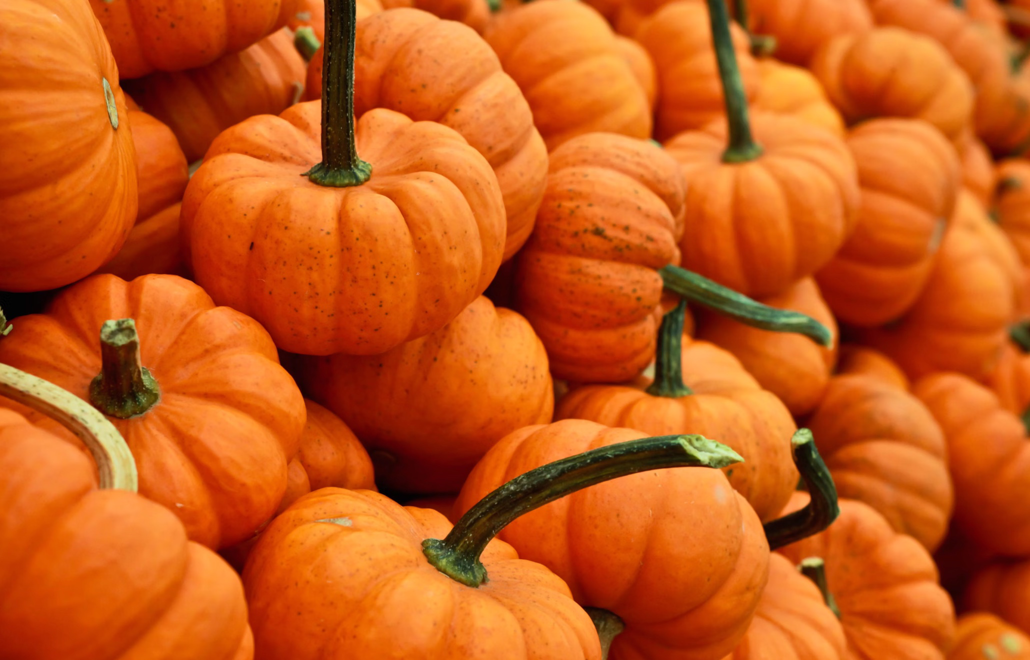 늙은호박 부작용