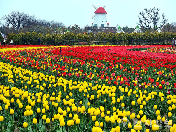 신안-튤립공원