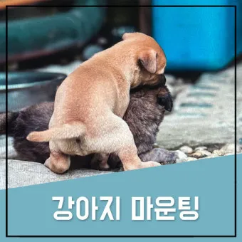 강아지 마운팅 이유 해결 방법_24