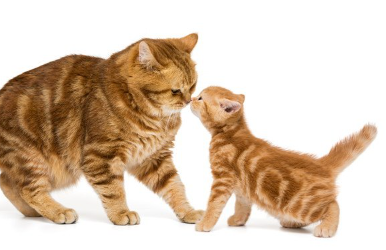 코를 가까이 대는 고양이 두 마리.