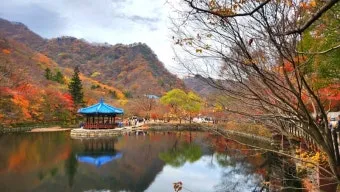 내장산 단풍터널 드라이브 코스 주차장 위치까지 총정리_7