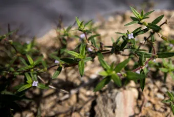 약용식물 가는잎산들깨 석향유 여름철 한방재 건강 효과_3