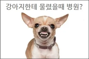 강아지한테 물렸을때 병원 가야할까