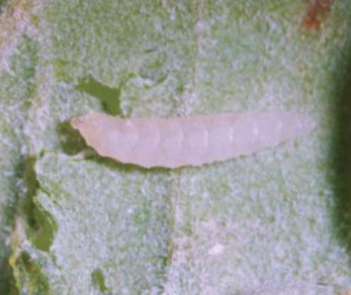 아까시잎혹파리