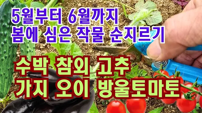 참외 순치기 순지르기 방법과 그림으로 쉽게 정리_6