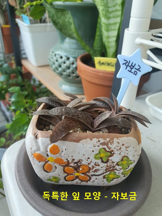 독특한 잎 모양 자보금