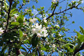 제 3회 문경 사과 꽃 축제 기본일정과 특징 소개