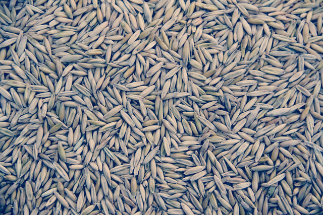 파로 곡물 효능