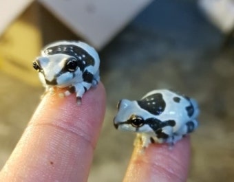 아마존 개구리 사육을 위한 최적화 환경 만들기