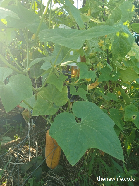 주황빛으로 완전히 익은 오이가 햇빛 아래 넝쿨 사이에 있는 장면-오이효능-항산화&middot;항염 작용에 적합한 오이 실물사진