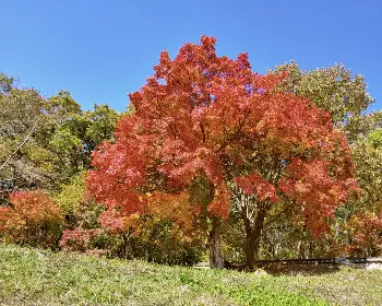 내장산 단풍_10