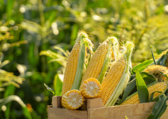 옥수수 파종시기 심는 시기 효능 옥수수 수염차 효능 재배 방법 옥수수 칼로리