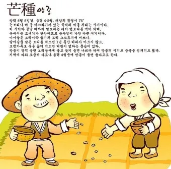망종 절기 망종의 뜻 전통음식 매실청 담그기_11