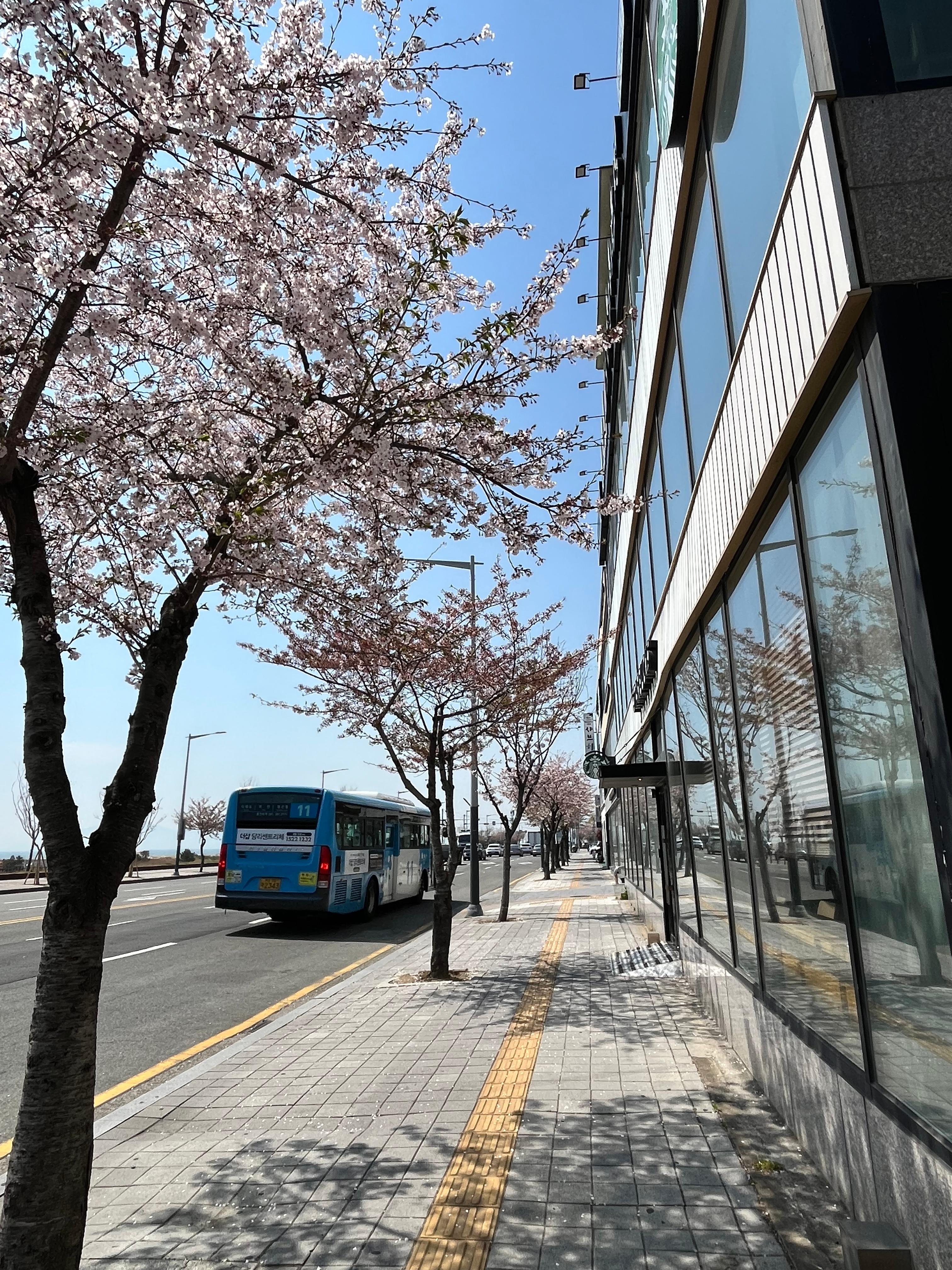 다대포 스타벅스 사진