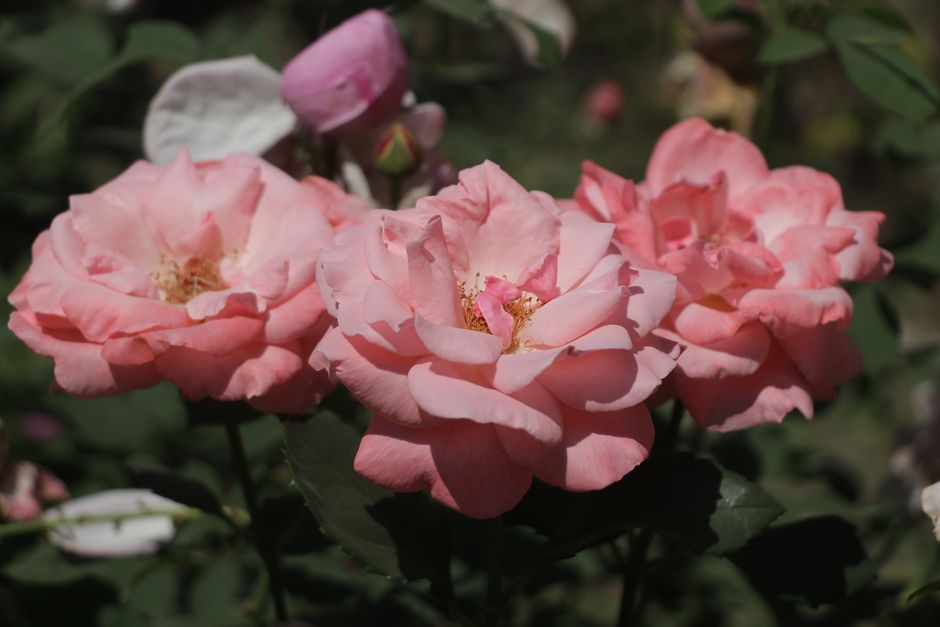 Beautiful close-up of blooming pink roses with soft petals, captured in natural light.