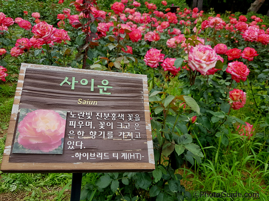 사이운