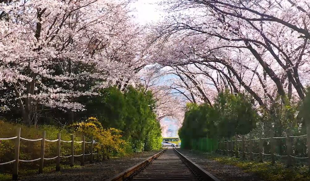 진해 군항제 축제 정보