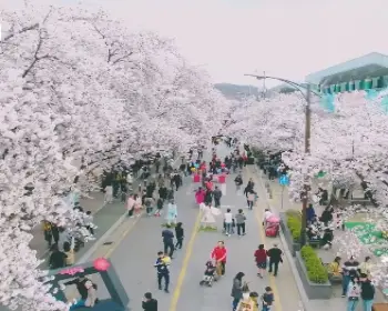 안동 벚꽃축제_22