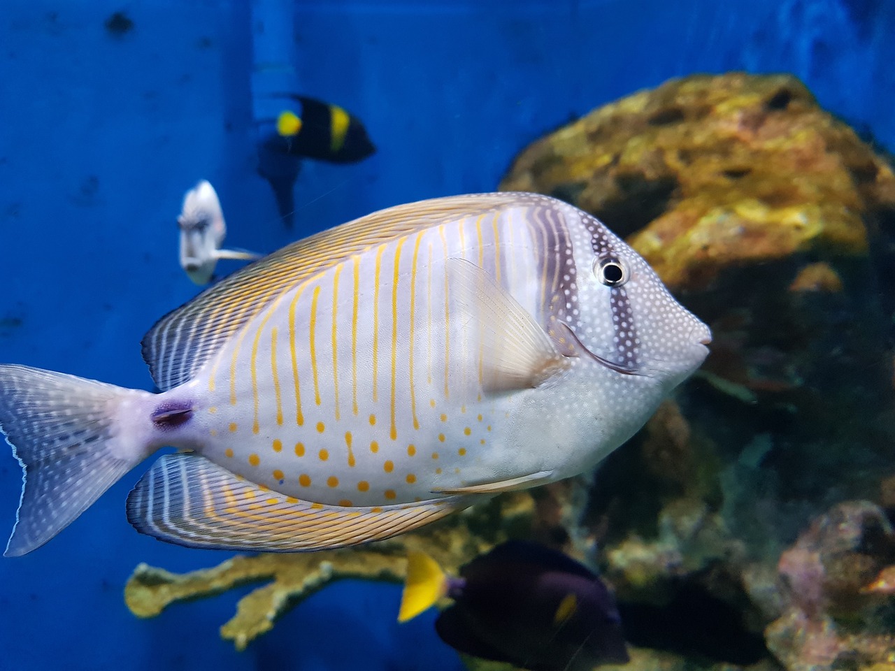 아쿠아리움 이국적인 물고기