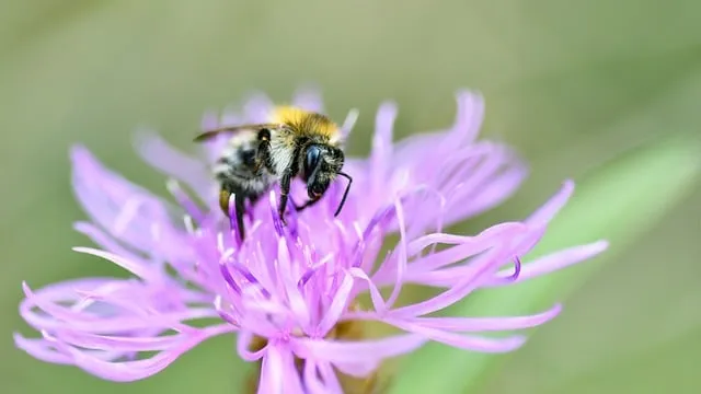 텃밭 가꾸기 모종 선택 파종 시기 물주기 비료 초보 가이드_7